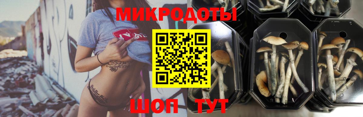 Галлюциногенные грибы Psilocybine cubensis  Куйбышев 